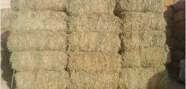 اعلاف برسيم الرياض