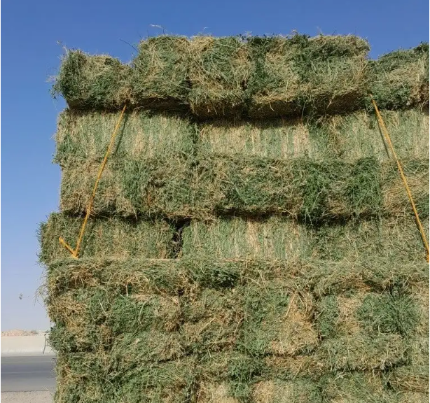 برسيم طبرجل للبيع